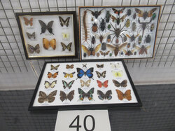  Nr._040__Schaukästen__Schmetterlinge__verschiede_Insekten__Mindestgebot_150_Euro_01.JPG